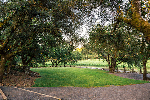 The Oak Grove at Arista Winery